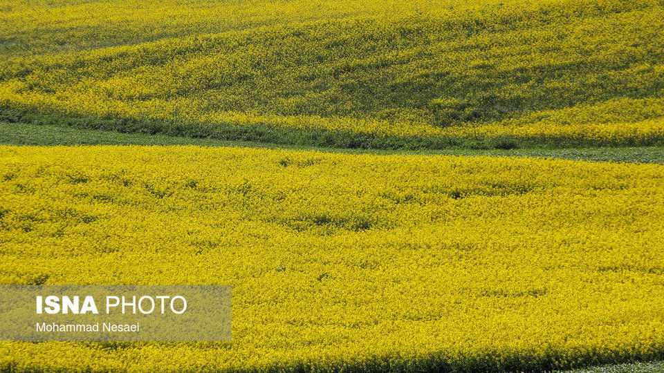 «کلزای» بهاری در گلستان
