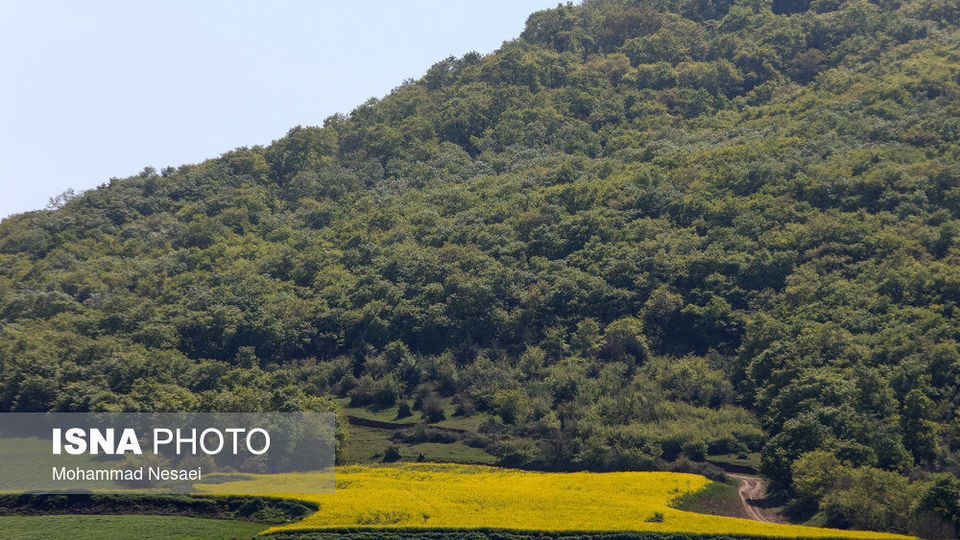 «کلزای» بهاری در گلستان