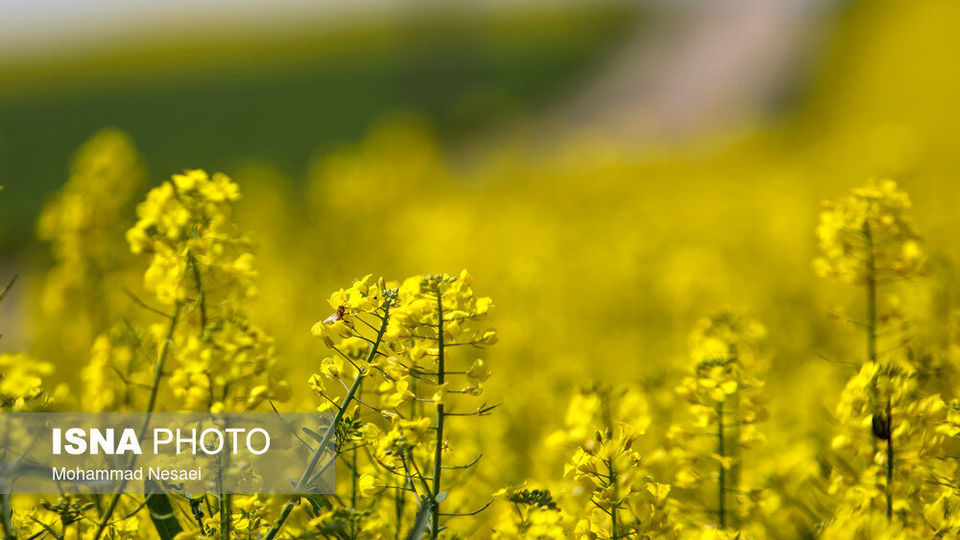 «کلزای» بهاری در گلستان