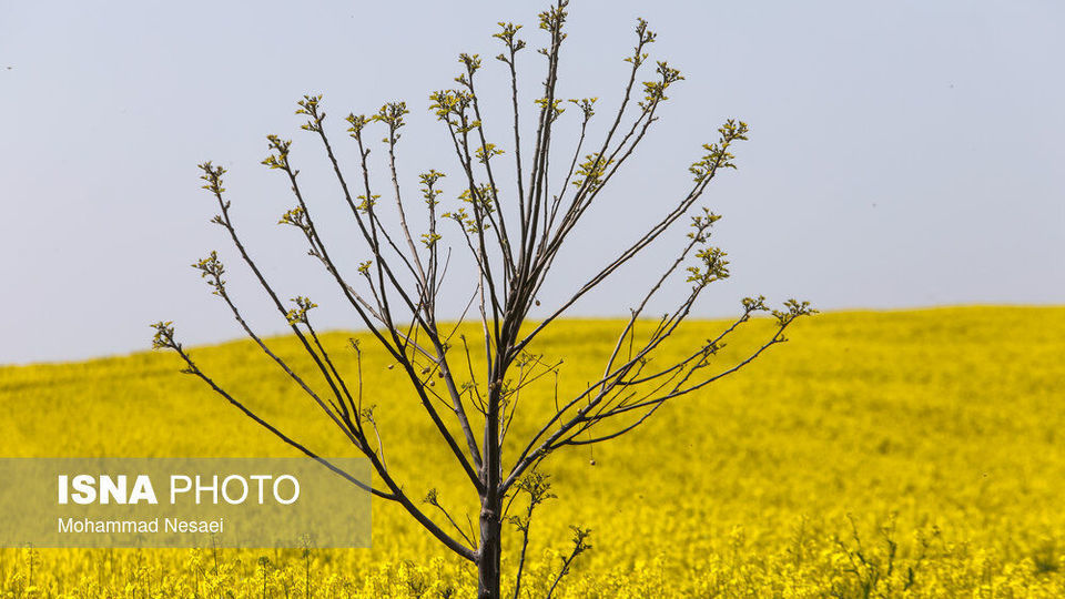«کلزای» بهاری در گلستان