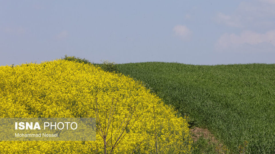 «کلزای» بهاری در گلستان