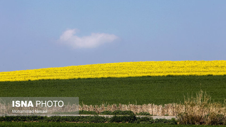 «کلزای» بهاری در گلستان
