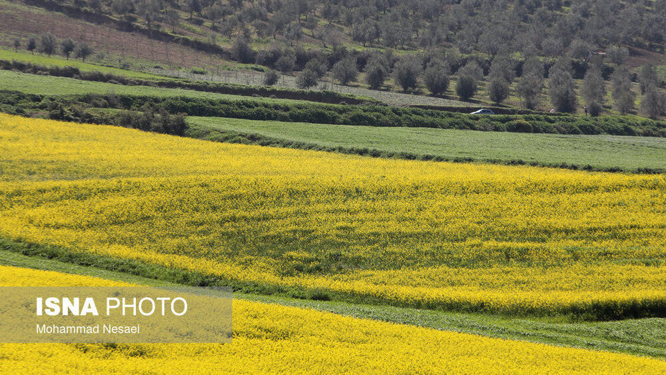 «کلزای» بهاری در گلستان