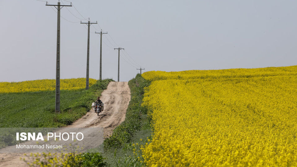 «کلزای» بهاری در گلستان