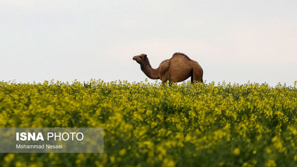 «کلزای» بهاری در گلستان