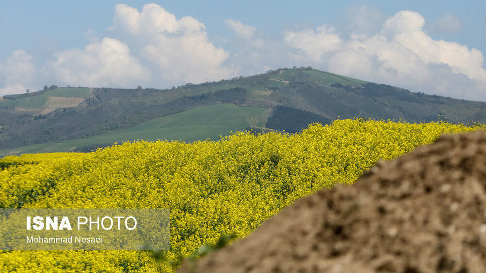 «کلزای» بهاری در گلستان