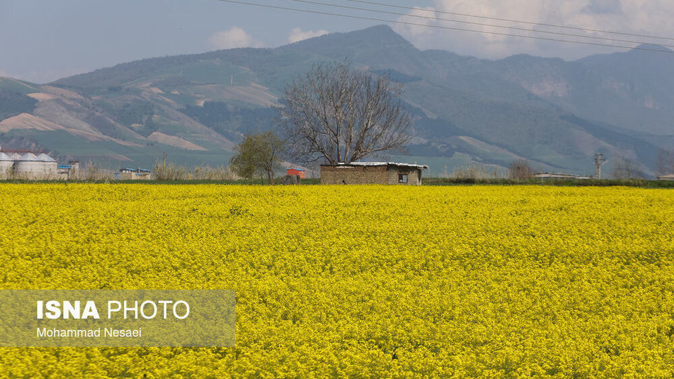 «کلزای» بهاری در گلستان