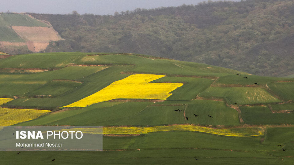 «کلزای» بهاری در گلستان