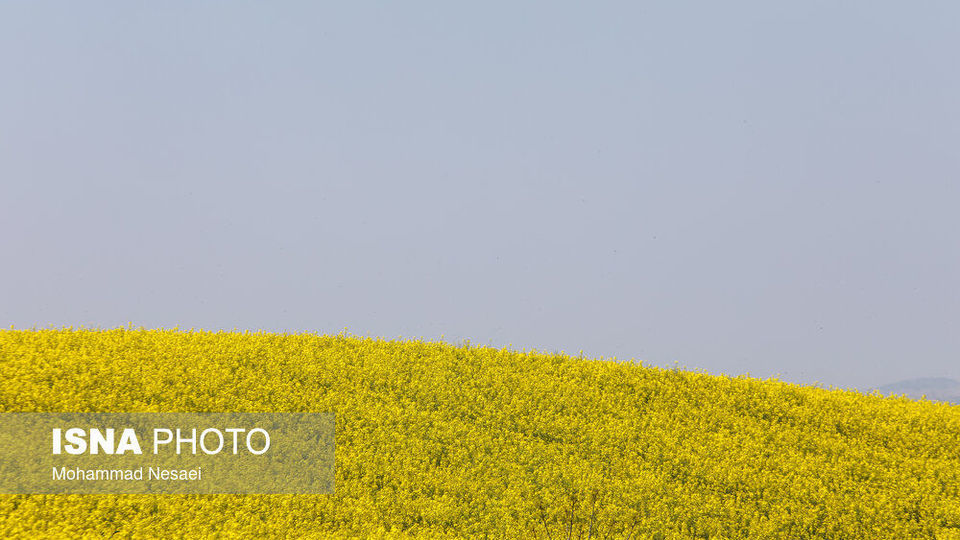 «کلزای» بهاری در گلستان