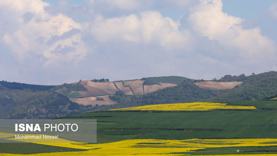 «کلزای» بهاری در گلستان
