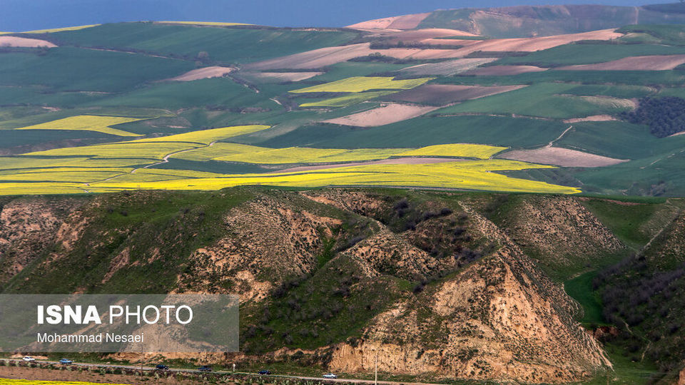 «کلزای» بهاری در گلستان