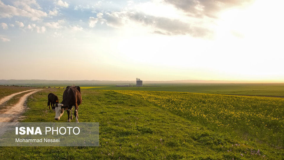«کلزای» بهاری در گلستان