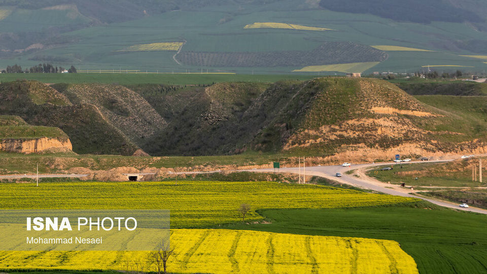 «کلزای» بهاری در گلستان