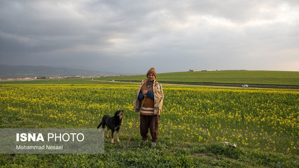 «کلزای» بهاری در گلستان