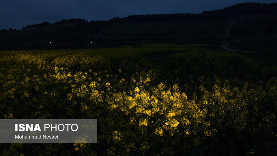 «کلزای» بهاری در گلستان