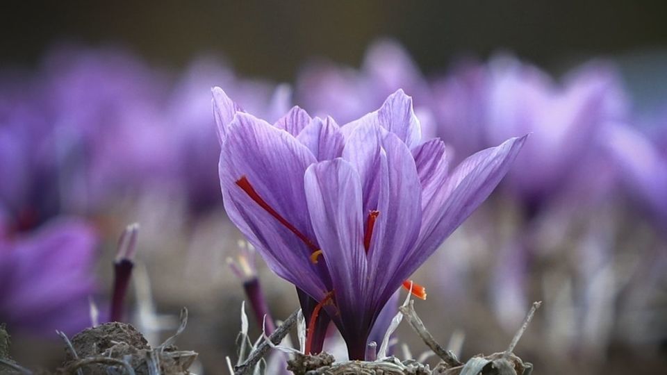 زعفران ایرانی از بازارهای جهانی جا مانده!