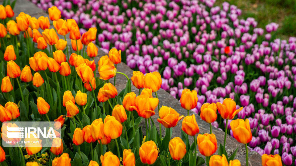 اینجا بهشت لاله‌هاست/ زیباترین لاله‌های جهان را در این منطقه از تهران ببینید