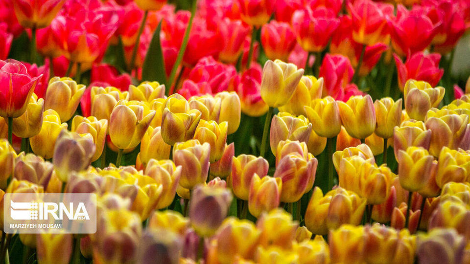 اینجا بهشت لاله‌هاست/ زیباترین لاله‌های جهان را در این منطقه از تهران ببینید