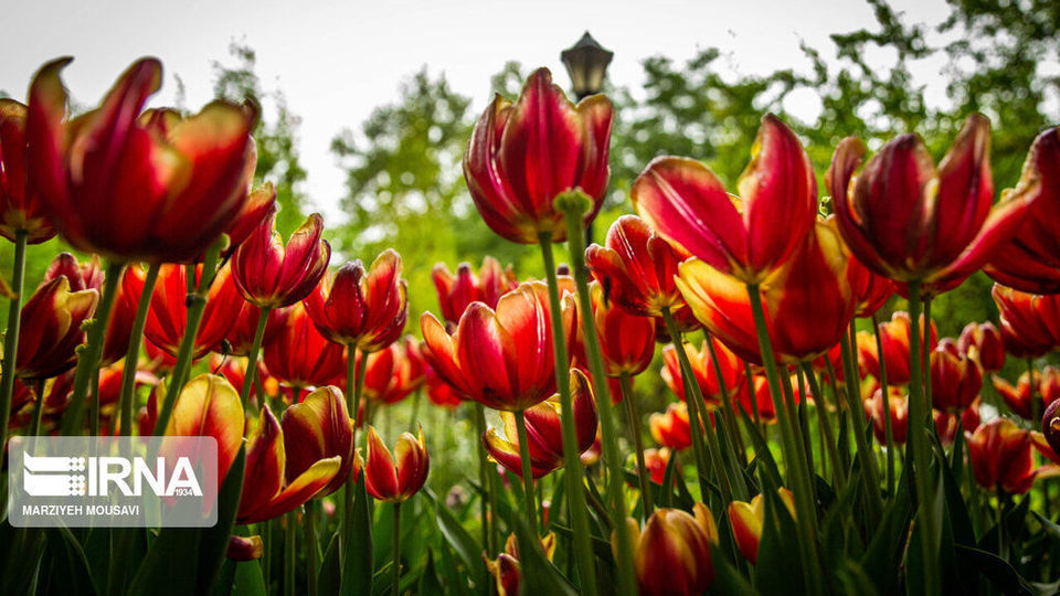اینجا بهشت لاله‌هاست/ زیباترین لاله‌های جهان را در این منطقه از تهران ببینید