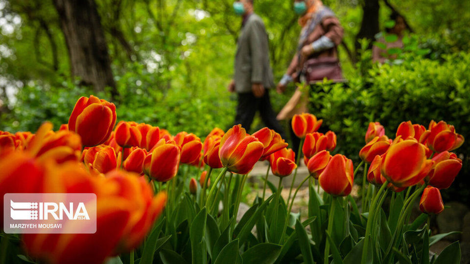 اینجا بهشت لاله‌هاست/ زیباترین لاله‌های جهان را در این منطقه از تهران ببینید