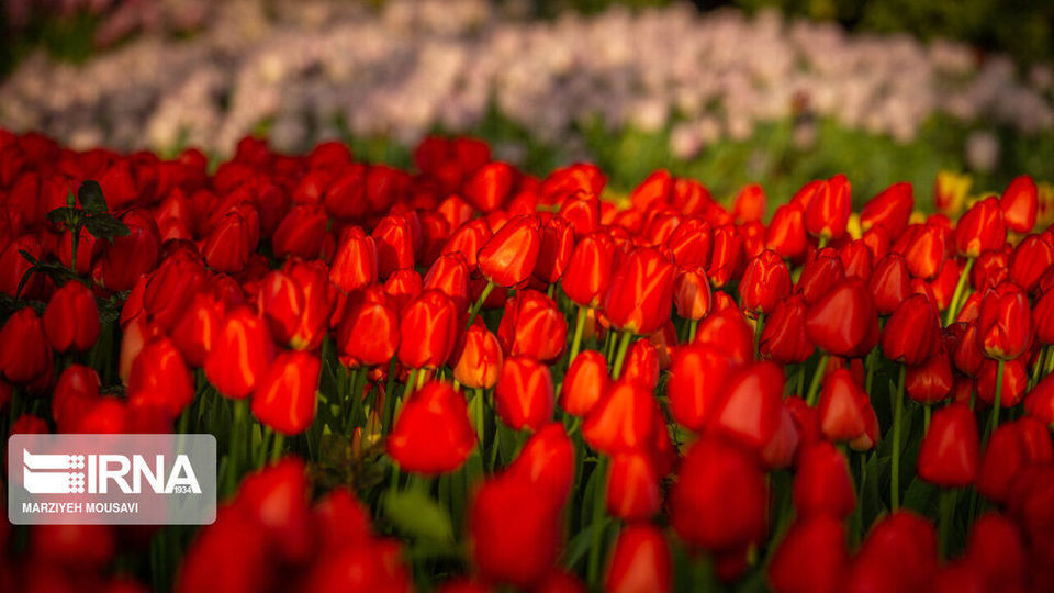 اینجا بهشت لاله‌هاست/ زیباترین لاله‌های جهان را در این منطقه از تهران ببینید