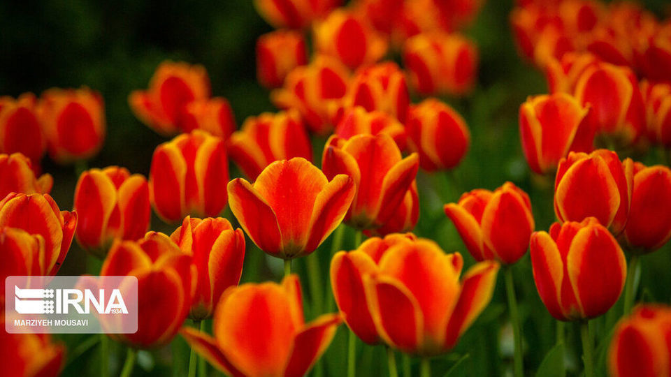 اینجا بهشت لاله‌هاست/ زیباترین لاله‌های جهان را در این منطقه از تهران ببینید