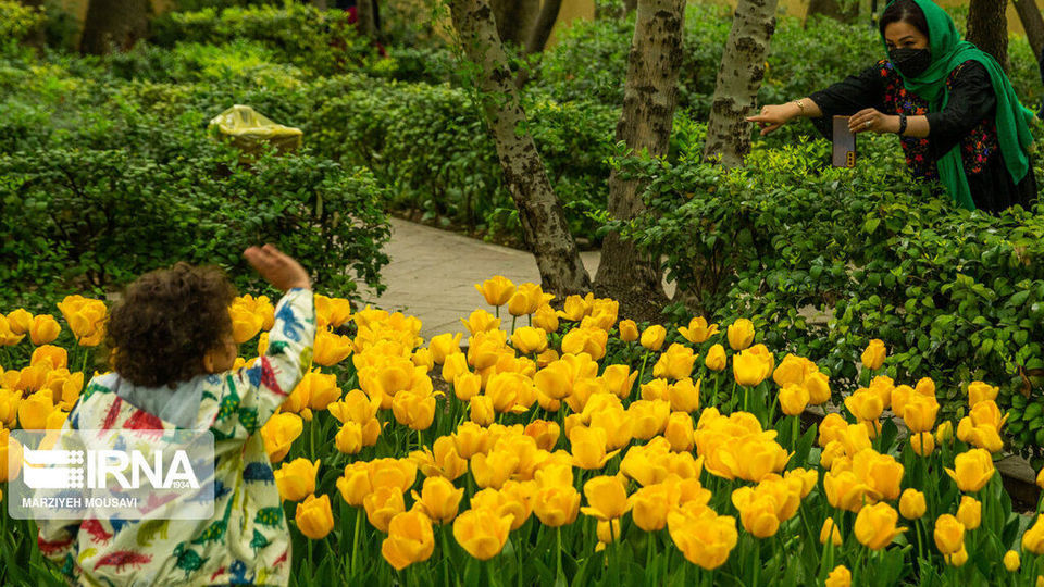 اینجا بهشت لاله‌هاست/ زیباترین لاله‌های جهان را در این منطقه از تهران ببینید