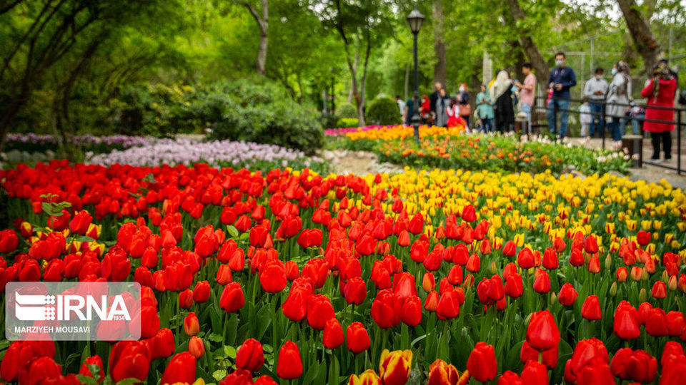 اینجا بهشت لاله‌هاست/ زیباترین لاله‌های جهان را در این منطقه از تهران ببینید