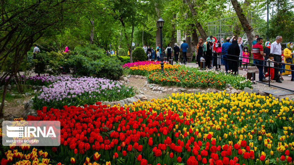اینجا بهشت لاله‌هاست/ زیباترین لاله‌های جهان را در این منطقه از تهران ببینید