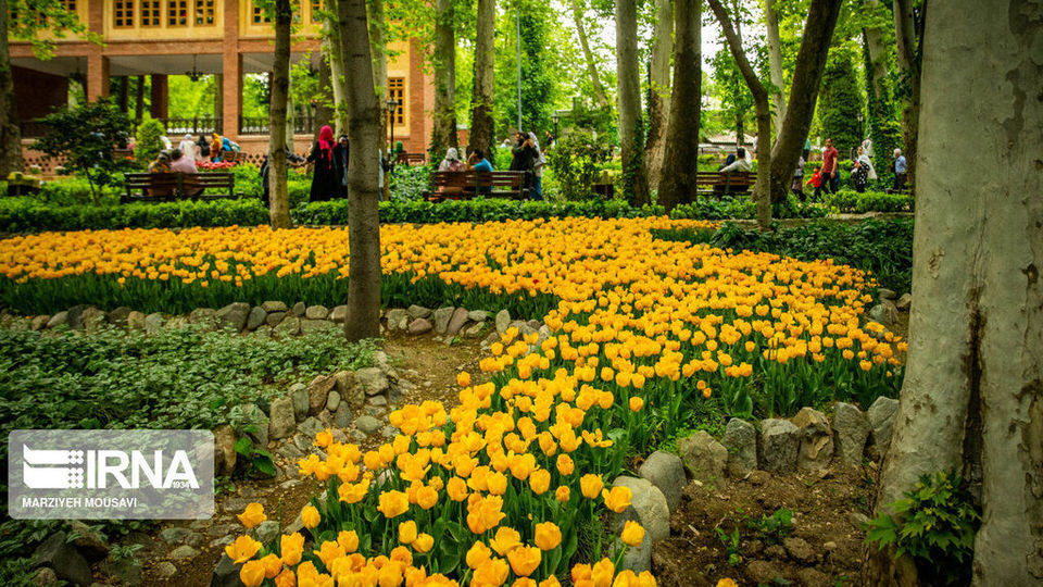 اینجا بهشت لاله‌هاست/ زیباترین لاله‌های جهان را در این منطقه از تهران ببینید