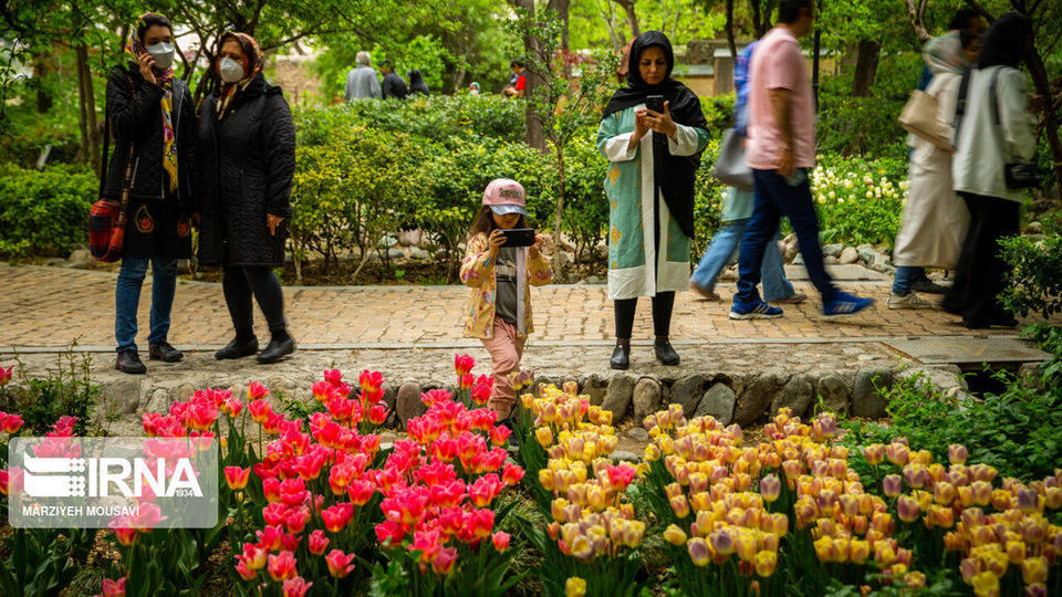 اینجا بهشت لاله‌هاست/ زیباترین لاله‌های جهان را در این منطقه از تهران ببینید