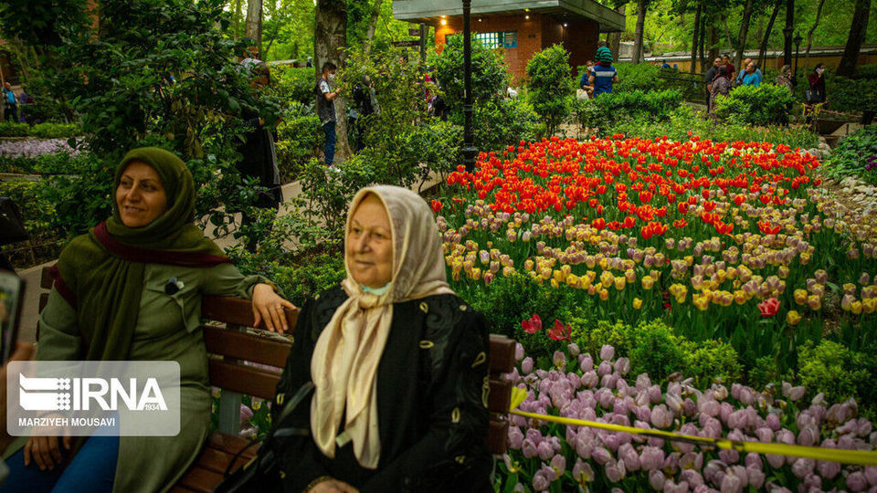 اینجا بهشت لاله‌هاست/ زیباترین لاله‌های جهان را در این منطقه از تهران ببینید