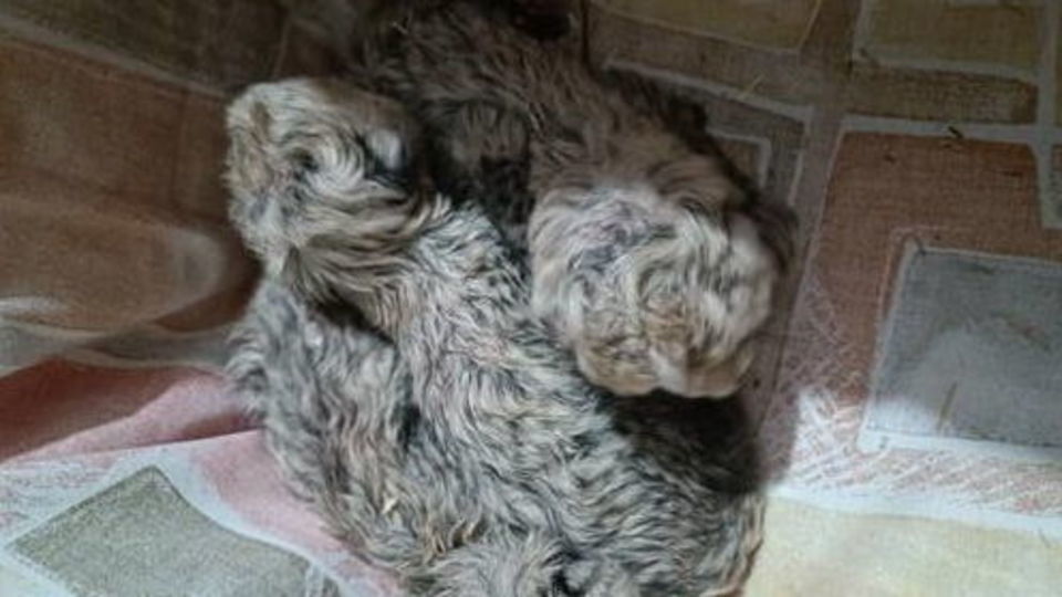 فرزندان «ایران» با مشارکت مردم نامگذاری می‌شوند