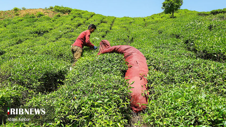 جشنواره چای گیلان 