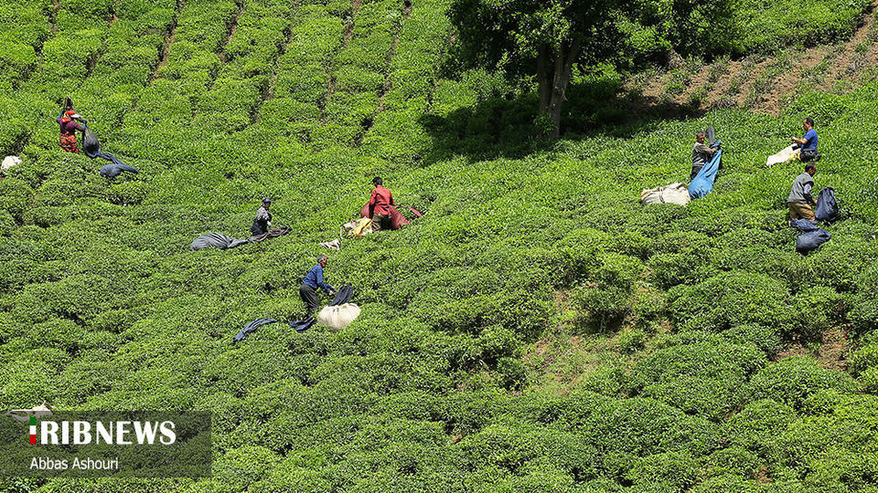 جشنواره چای گیلان 