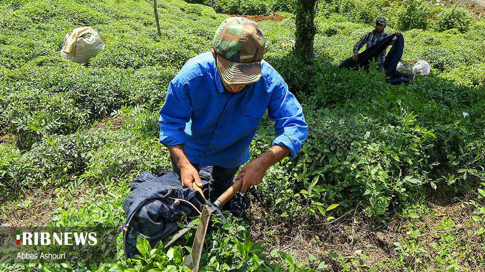 جشنواره چای گیلان 