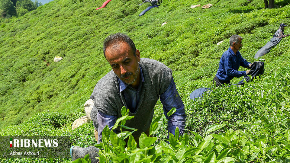 جشنواره چای گیلان 