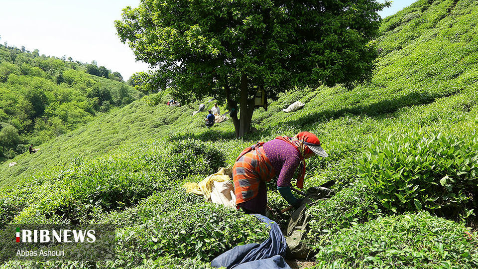 جشنواره چای گیلان 