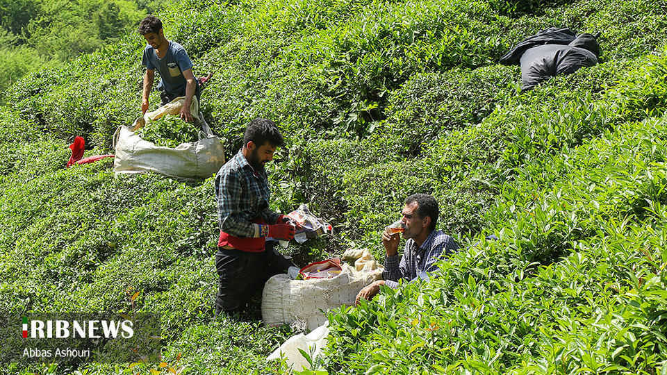 جشنواره چای گیلان 
