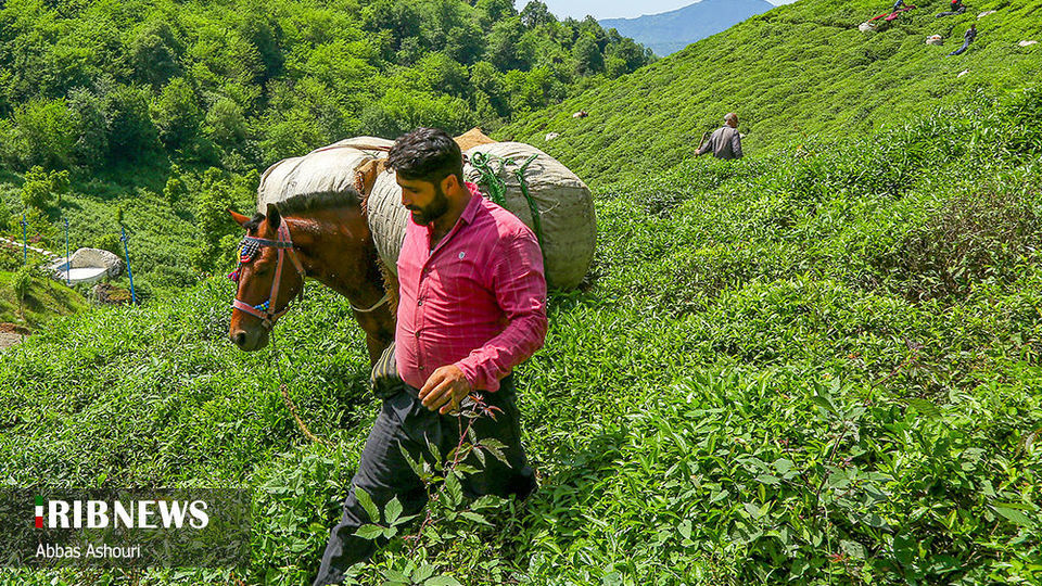 جشنواره چای گیلان 