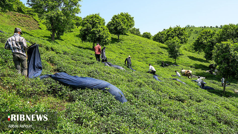 جشنواره چای گیلان 