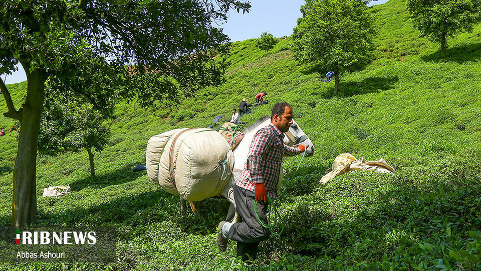 جشنواره چای گیلان 