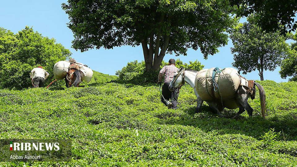 جشنواره چای گیلان 
