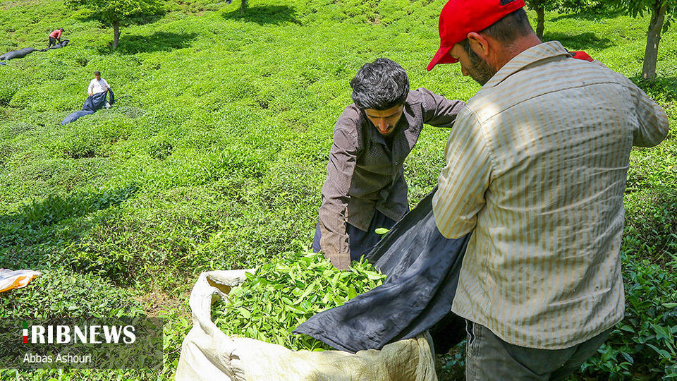 جشنواره چای گیلان 