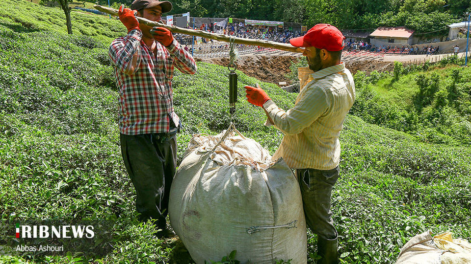 جشنواره چای گیلان 