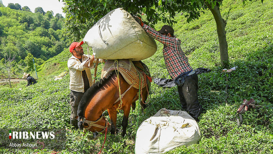جشنواره چای گیلان 