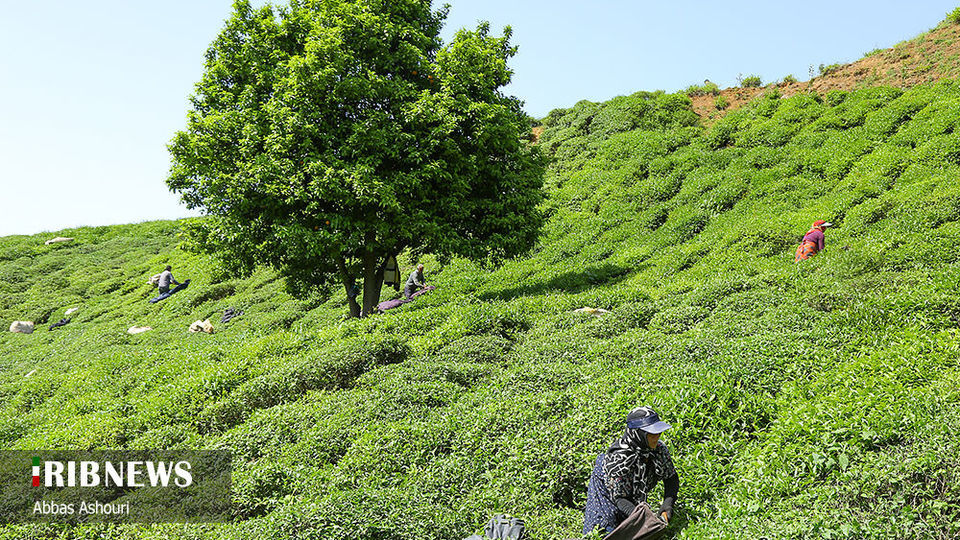 جشنواره چای گیلان 