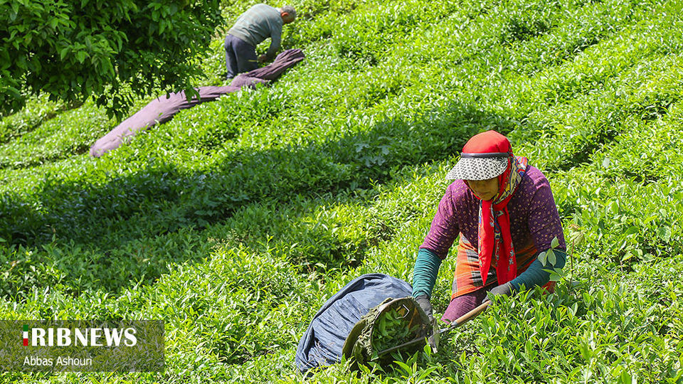 جشنواره چای گیلان 