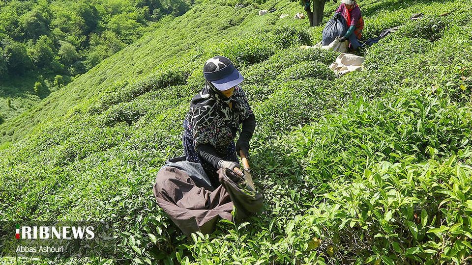 جشنواره چای گیلان 