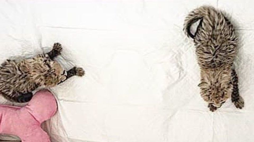 اذعان محیط زیست به خطاهای پروژه تکثیر یوزپلنگ/معاون محیط زیست: تجربه نداشتیم